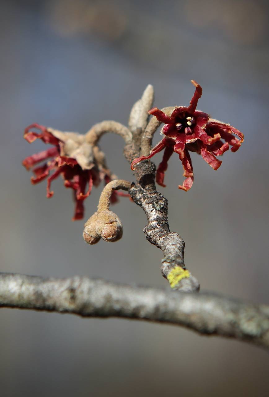 Photo of Asiatic Witch-Hazel